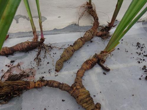 plante: iris des marais - iris jaune-jeunes pousses,rhizomes, Tuin en Terras, Planten | Tuinplanten, Vaste plant, Overige soorten
