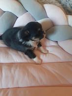 2 mooie chihuahua, Belgique, 8 à 15 semaines, Plusieurs, Éleveur | Loisir