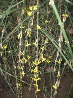Jasminum nudifolium of Winterjasmijn geel bloeiend, Plein soleil, Plantes grimpantes, Enlèvement, Hiver