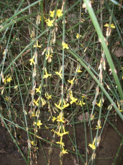 Jasminum nudifolium of Winterjasmijn geel bloeiend, Jardin & Terrasse, Plantes | Jardin, Plante fixe, Plantes grimpantes, Plein soleil