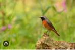 Gekraagde roodstaart, Dieren en Toebehoren, Vogels | Overige Vogels, Mannelijk, Wildzangvogel, Geringd