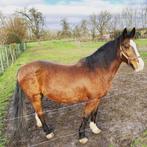 Recreatief leasepaard aangeboden, Dieren en Toebehoren, Paarden, Merrie, Zadelmak, 160 tot 165 cm, 11 jaar of ouder