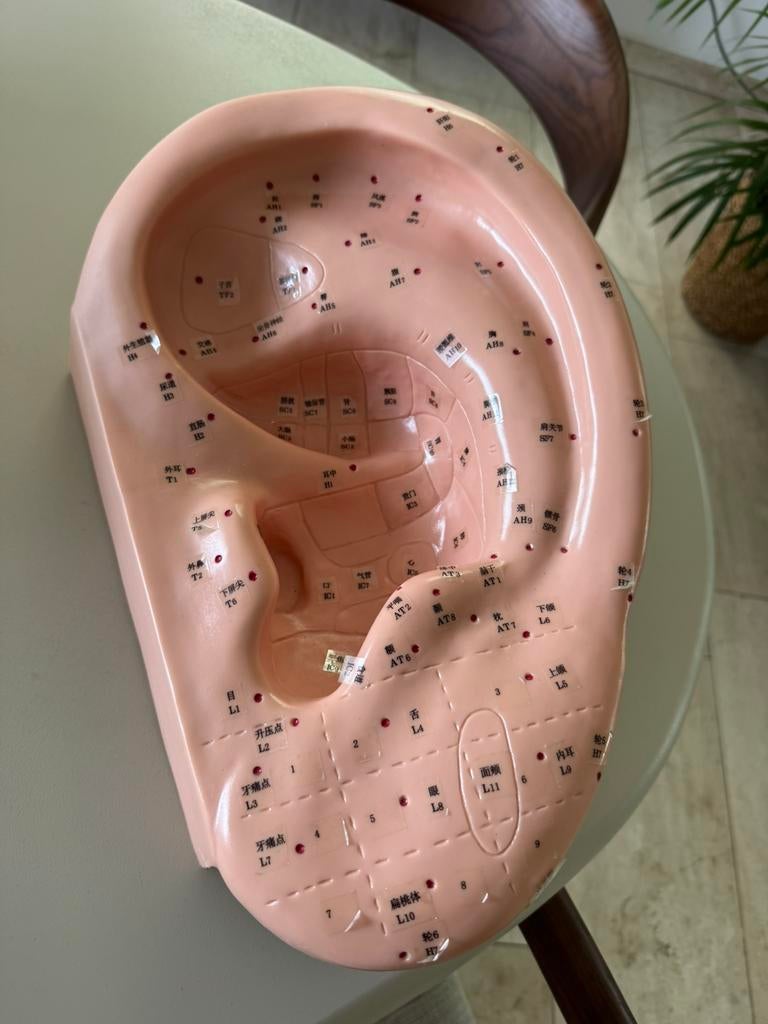 Oormodel acupunctuur, Diversen, Ophalen, Zo goed als nieuw