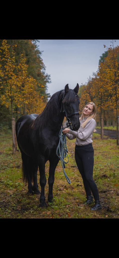 Friese ruin (prijs bespreekbaar), Animaux & Accessoires, Chevaux, Hongre, Débourré, Moins de 160 cm, 3 à 6 ans, Cheval de dressage