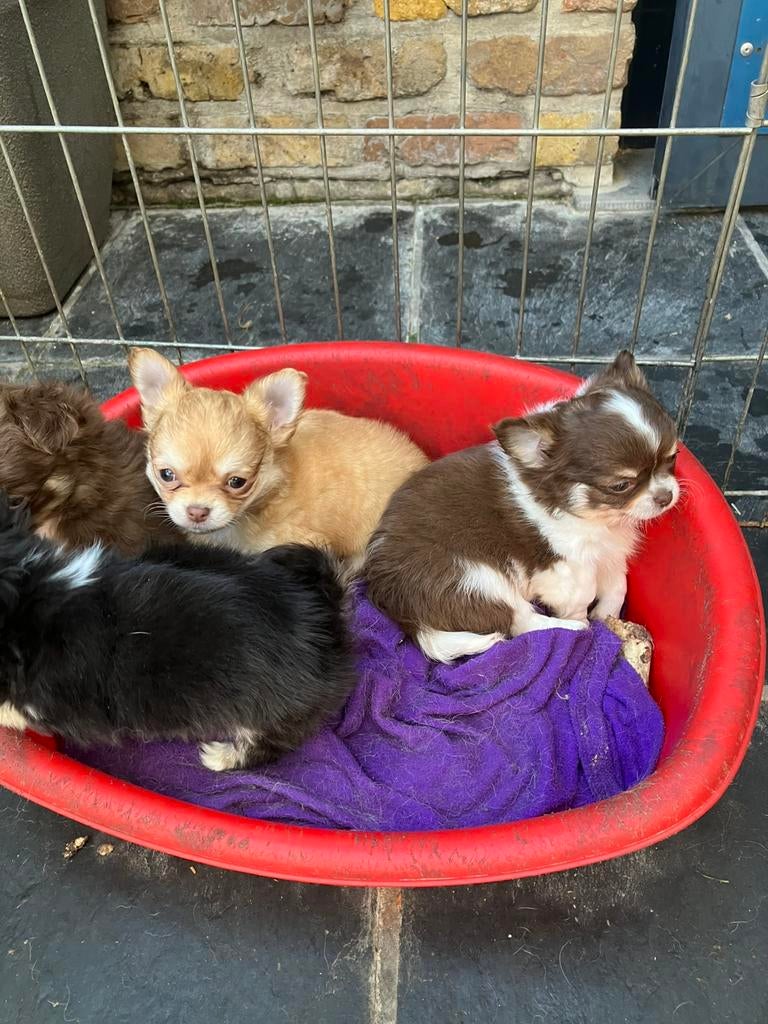 Te koop mooi nestje chihuahua, Hépatite contagieuse (maladie de Rubarth), 8 à 15 semaines, Plusieurs, Éleveur | Loisir