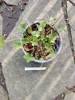 Geranium Dalmaticum, Tuin en Terras, Planten | Tuinplanten, Ophalen