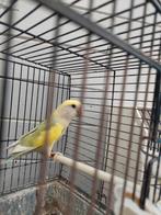 Agapornis roseicollie kweekrijpe man, Dieren en Toebehoren, Geringd