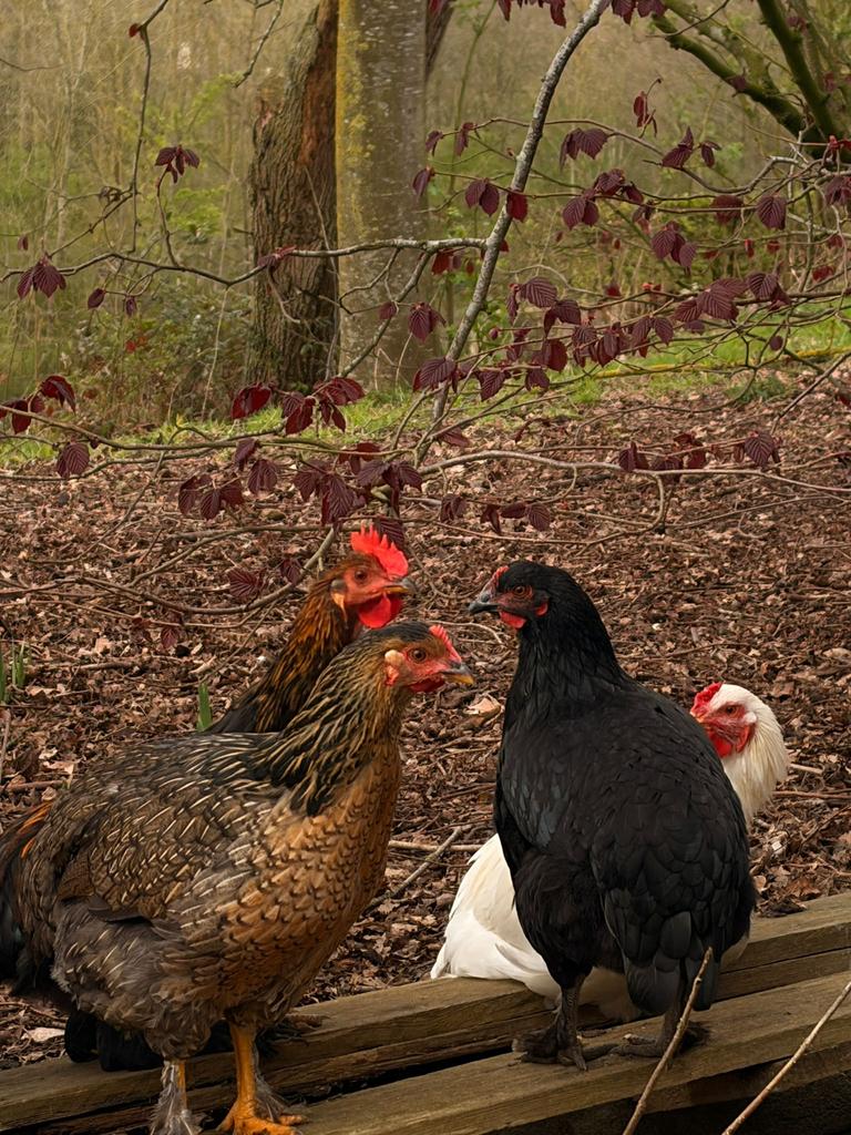 Kippen 5€/stuk (voor 10 kippen), Plusieurs animaux, Poule ou poulet