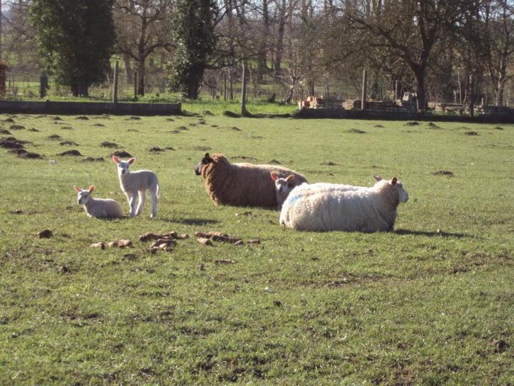 Schapen met lammetjes, Animaux & Accessoires, Moutons, Chèvres & Cochons