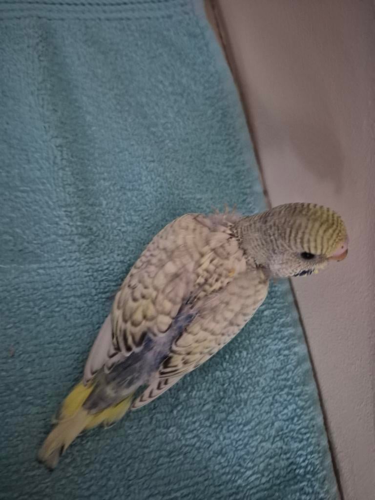 Jong Grasparkiet, Dieren en Toebehoren, Geringd