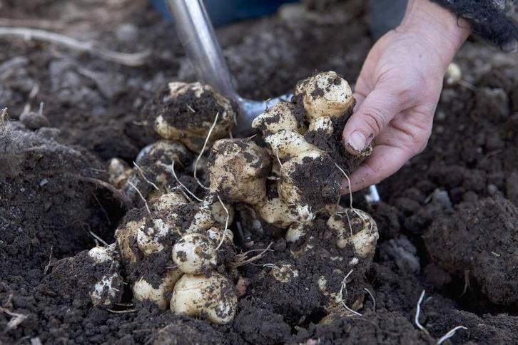 aardperen, Divers, Produits alimentaires, Enlèvement