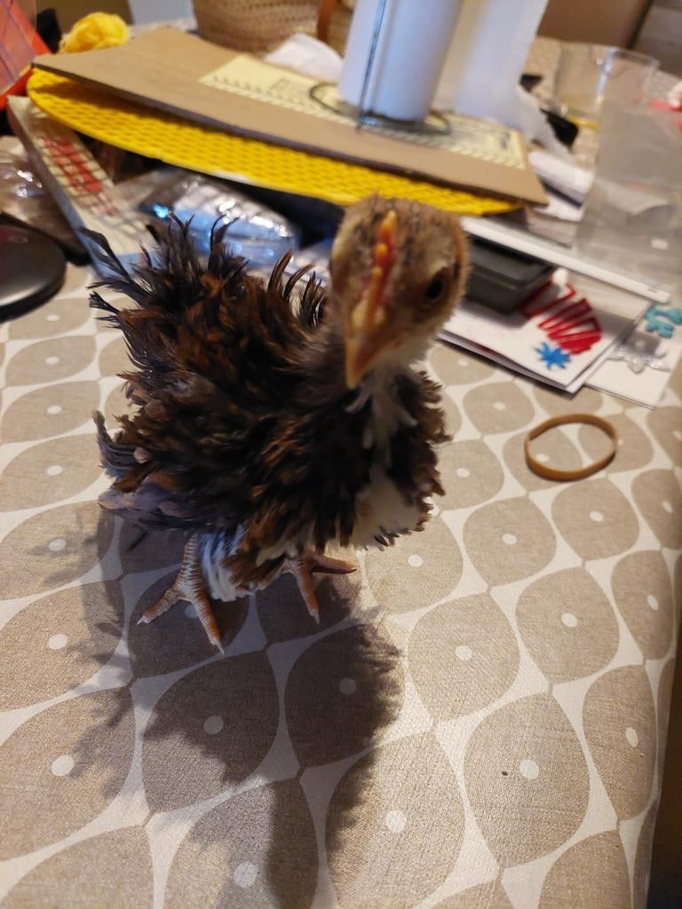 Serama haantjes, Dieren en Toebehoren, Pluimvee