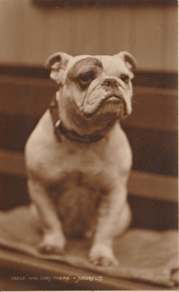 BULLDOG, Collections, Cartes postales | Animaux, Envoi, Non affranchie, Chien ou Chat