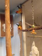 Zonparkieten, Dieren en Toebehoren