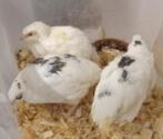 Wit-Bonte Japanse kwartels, Dieren en Toebehoren, Pluimvee