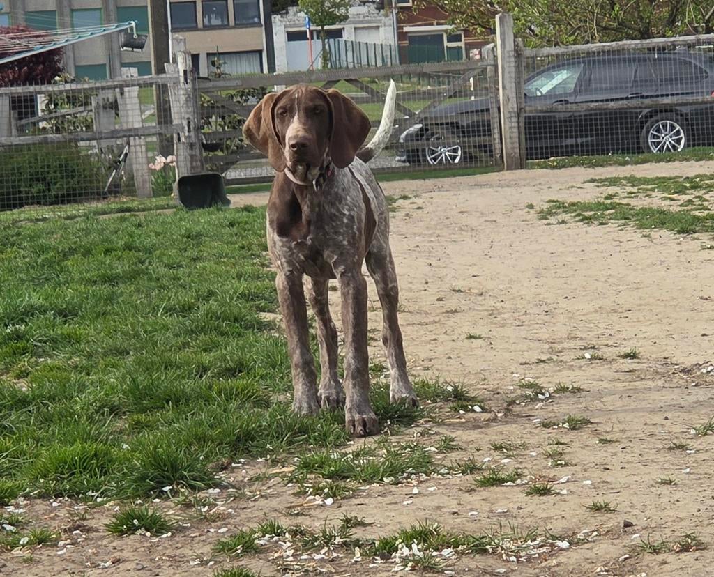 Choco avec assiettes et choco filles debout allemandes avec, 15 semaines à 1 an, Hépatite contagieuse (maladie de Rubarth), Chienne