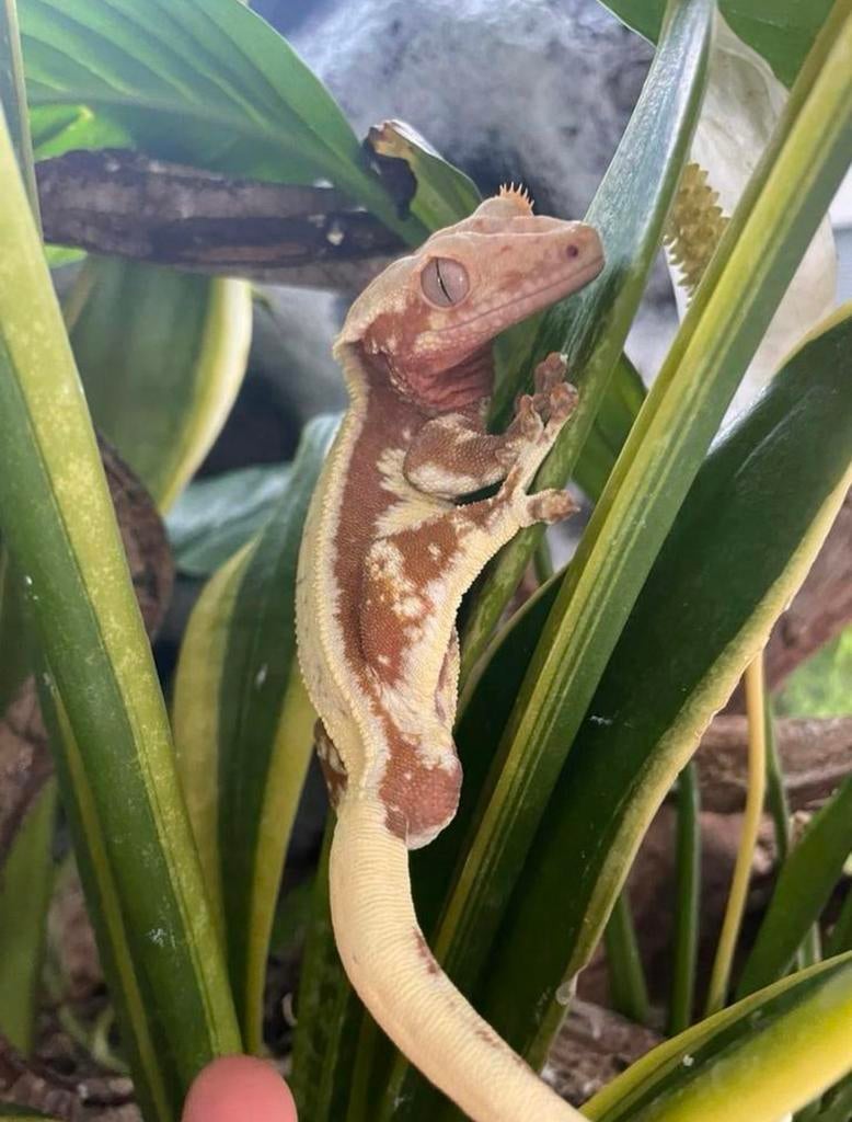 Wimpergekko, Animaux & Accessoires