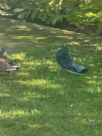 10 très beaux pigeons à vendre, Animaux & Accessoires, Plusieurs animaux, Autres espèces