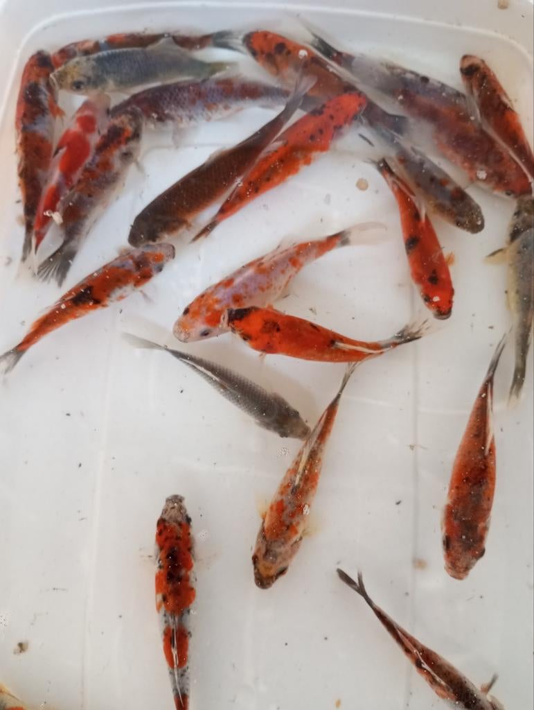 Shubunkin 10 x 12 cm, Animaux & Accessoires, Poissons | Poissons d'étang