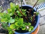 Hortensia een jarig planten, Tuin en Terras, Planten | Tuinplanten, Ophalen