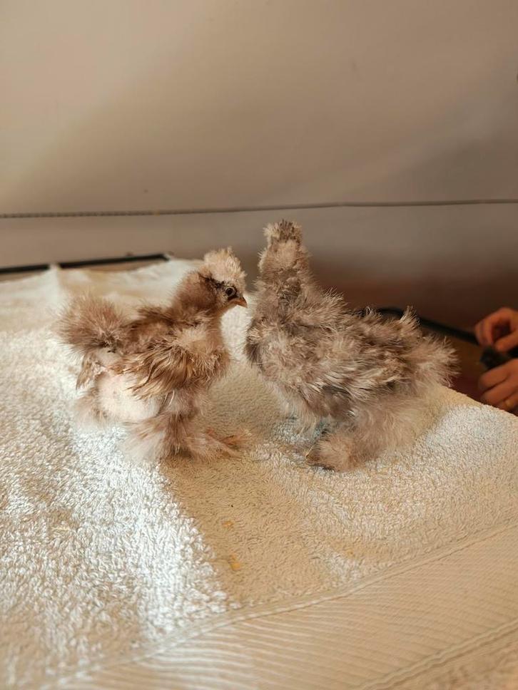 Zijdehoen kuikens, Animaux & Accessoires, Volatiles, Sexe inconnu