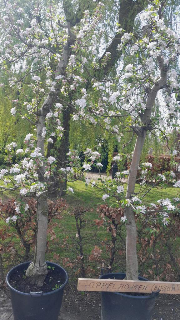 Oude Fruitbomen, Tuin en Terras, Planten | Fruitbomen, Perenboom, 250 tot 400 cm, Halfschaduw, Lente, Ophalen