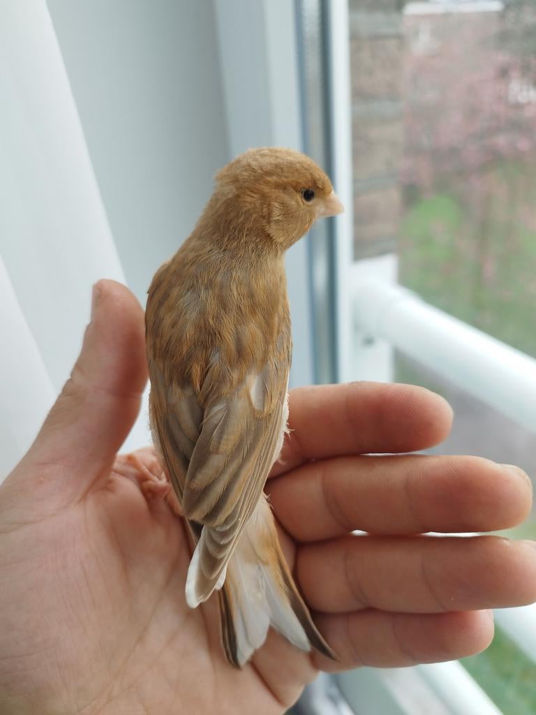 Deze kanarie zoeken een nieuwe huis. 2026, Genk, Dieren en Toebehoren