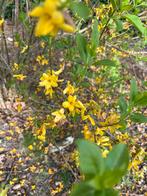 Forsythia, Chinees klokje., Jardin & Terrasse, Enlèvement