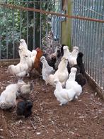 Zijdehoenders, Dieren en Toebehoren