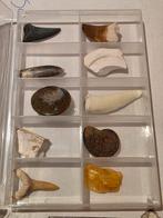 Lot de 10 magnifiques fossiles dans une boîte., Collections, Enlèvement ou Envoi, Fossile