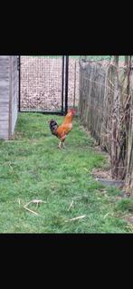 Haan gratis af te halen, Mâle, Poule ou poulet