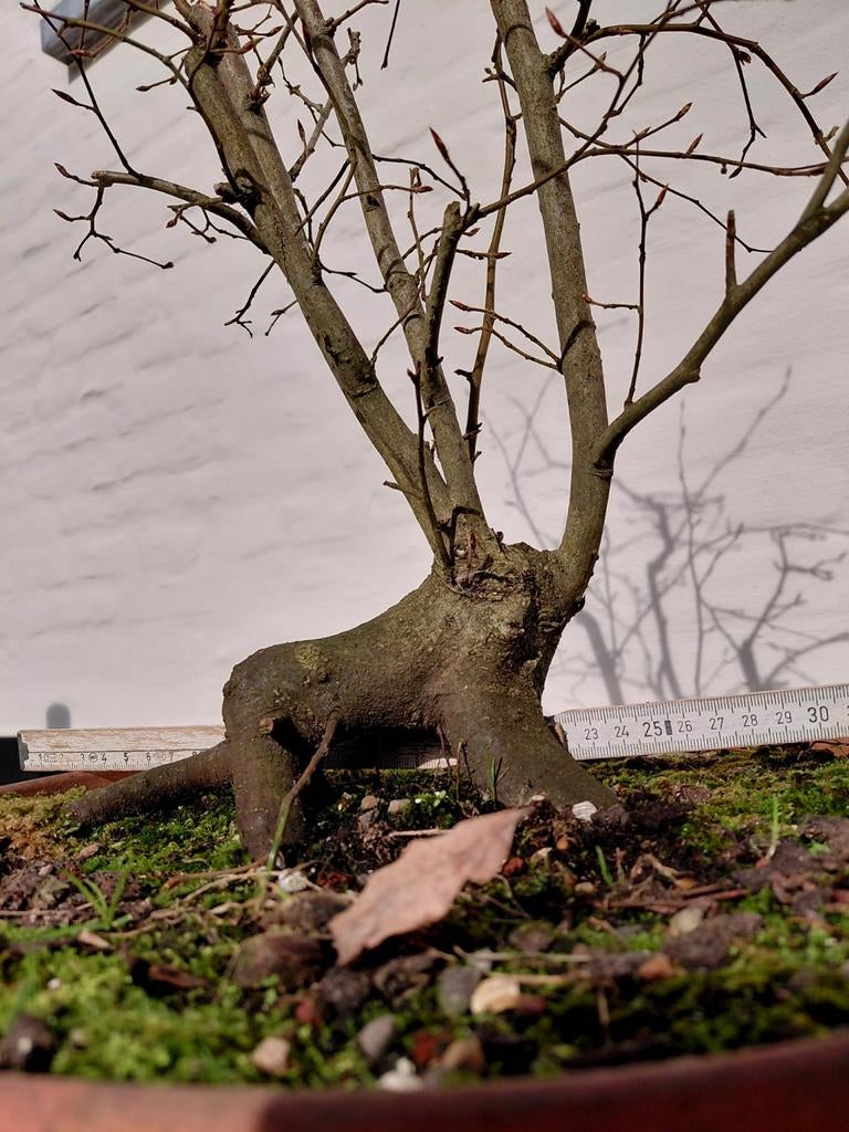 Carpinus betulus bonsai - startplant, Tuin en Terras, Ophalen