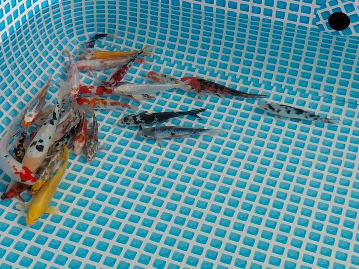 Vijvervissen siervissen, Dieren en Toebehoren, Vissen | Vijvervissen, Steur