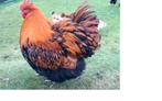 Orpington hanen, Mâle, Poule ou poulet