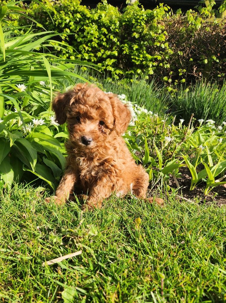 poedel pups, Dieren en Toebehoren, Poedel, Parvo, België, 8 tot 15 weken