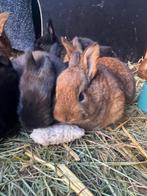Mooi nestje konijnen, Dieren en Toebehoren, Meerdere dieren, Middelgroot, 0 tot 2 jaar