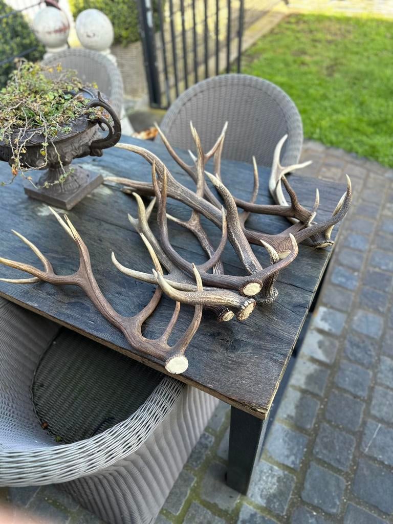 Geweien hertengeweien te koop, Enlèvement