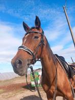 Hoofdstel full met bit