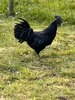Ayam cemani haan, Dieren en Toebehoren, Pluimvee