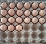 Broedeieren, Dieren en Toebehoren, Pluimvee, Kip