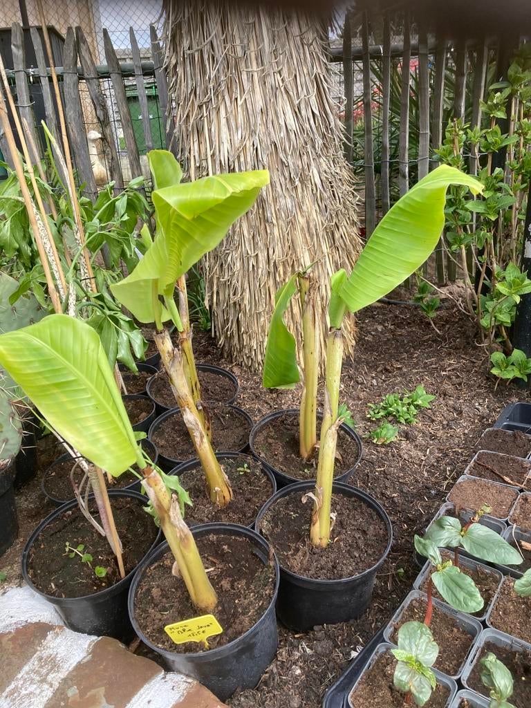 Musa blue java ,ice cream banaan, blauwe java banaan, Ophalen