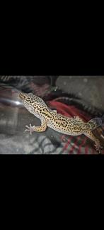 Volwassen Luipaardgekko