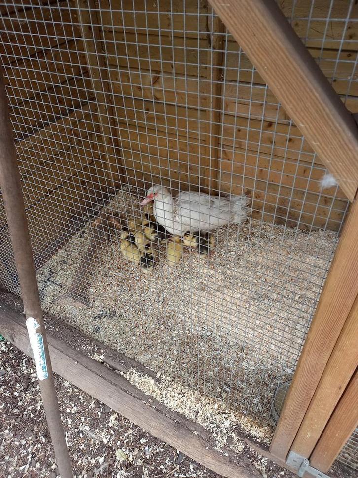 Barberie eenden te koop, Dieren en Toebehoren, Pluimvee, Eend