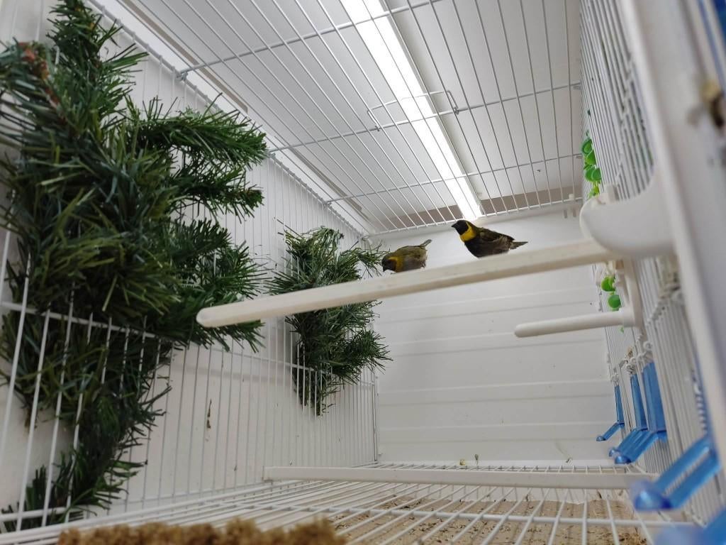 Cuba vinkjes, Dieren en Toebehoren, Vogels | Overige Vogels, Meerdere dieren, Tropenvogel, Geringd