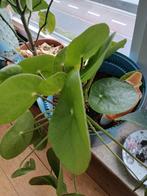 Pankoekplant  ruilen tegen anders eender wat kan eventueel g, Huis en Inrichting, Ophalen