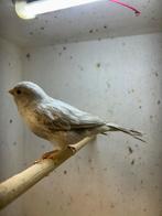 Agaat Opaal Wit Mozaiek man, Dieren en Toebehoren, Vogels | Kanaries, Mannelijk, Kleurkanarie