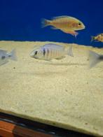 Cichlides malawi placidochromis electra 6-7 cm, Animaux & Accessoires