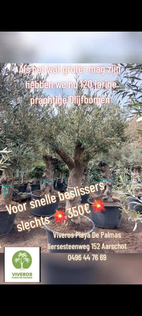 Mooie oude olijfbomen, Tuin en Terras, Planten | Bomen, Ophalen