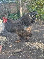 mooie grote brahma haan, Dieren en Toebehoren, Pluimvee, Mannelijk, Kip
