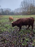 Dekbüll., Animaux & Accessoires